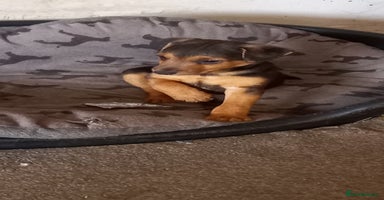 Mixed Breed dogs - Advert 14