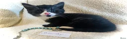 Persian cats for sale: 5 beautiful fluffy Persian crosses.  - Advert 10