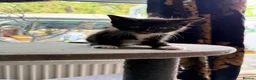 Mixed Breed cats for sale: Mixed Persian kitten- boy - Advert 4