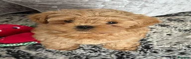 Shihpoo Puppy 4