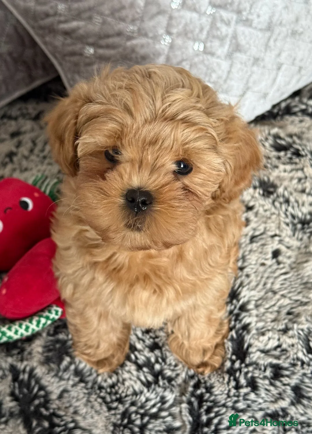 Shihpoo dogs for sale: Stunning Asian Shih Poo puppies - Advert 2