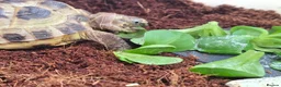 Tortoise reptiles for sale: £100 Horsefield Tortoise & Full Set up.  - Advert 2