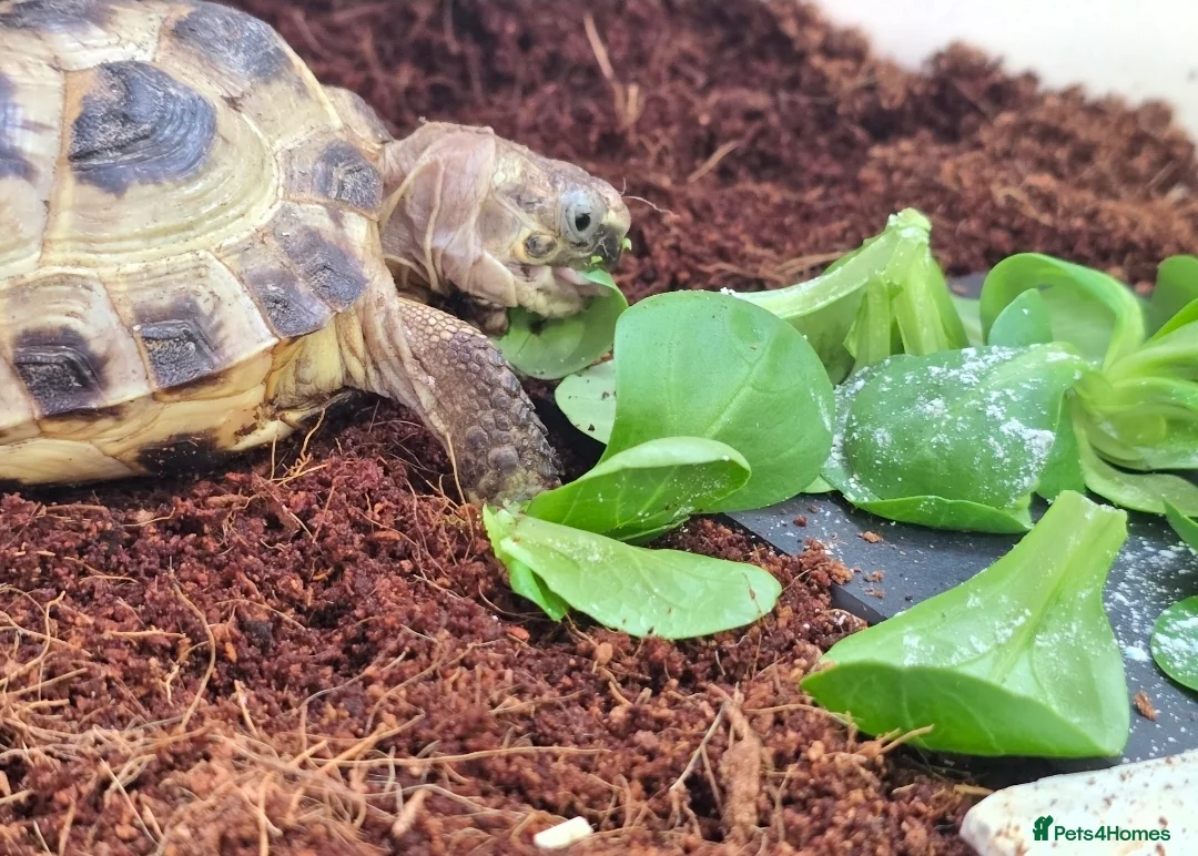 Tortoise reptiles for sale: £100 Horsefield Tortoise & Full Set up.  - Advert 2