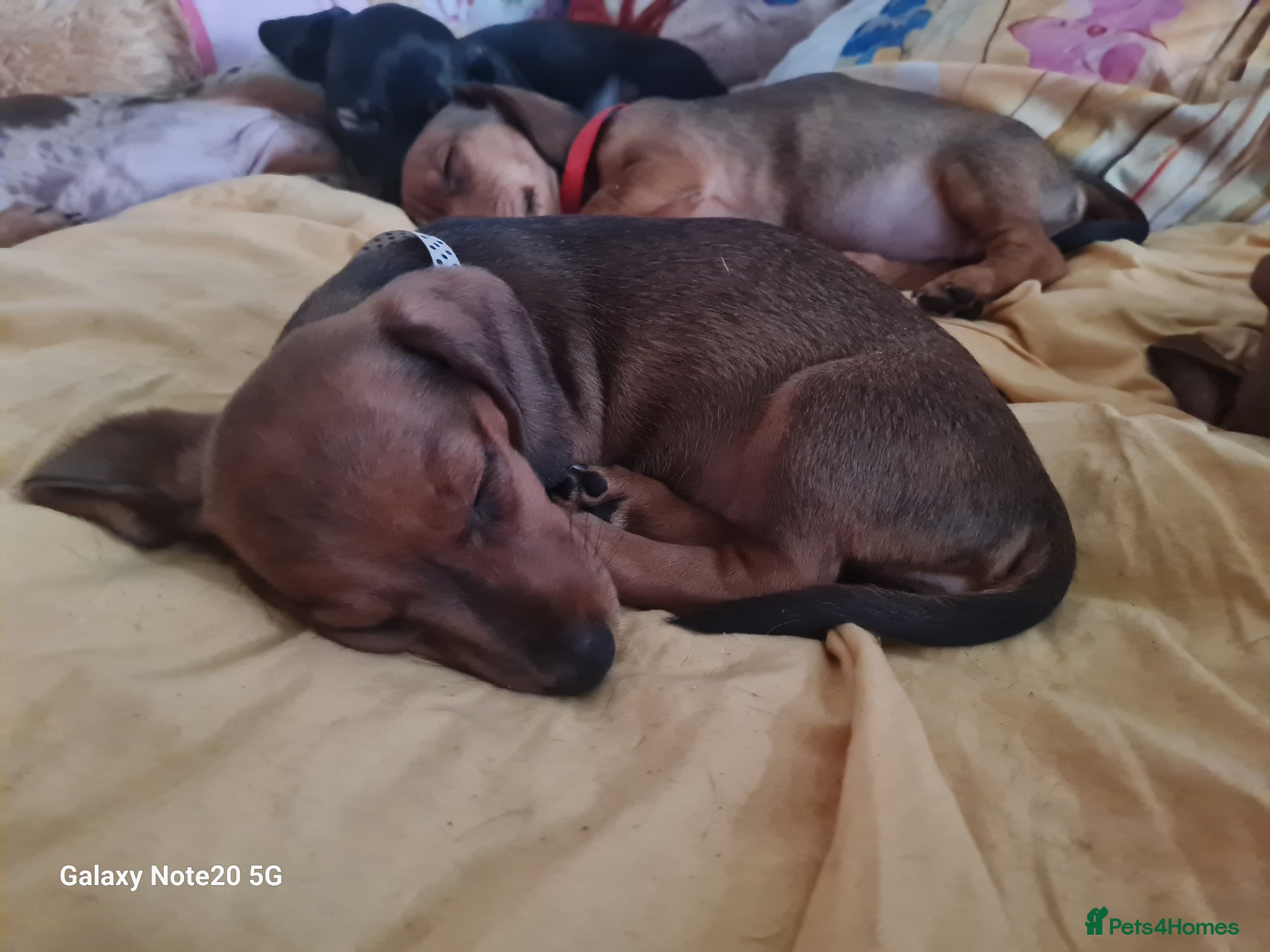 Dachshund dogs Minature daschund beautiful puppies - Advert 14