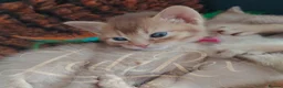 Devon Rex cats for sale: Beautiful Devon Rex x Abyssinian Kittens  - Advert 13