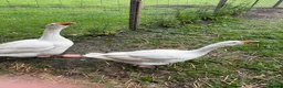 Geese poultry for sale: 3 geese looking for new home  in Langport - Advert 4