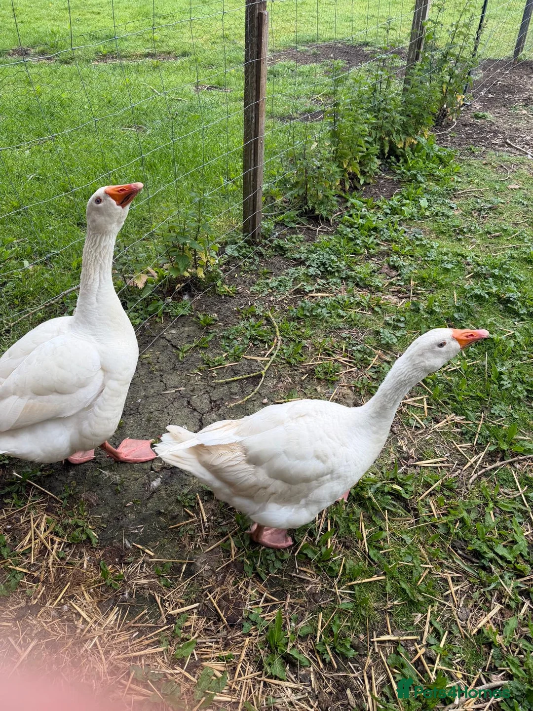 Geese poultry for sale: 3 geese looking for new home  in Langport - Advert 4