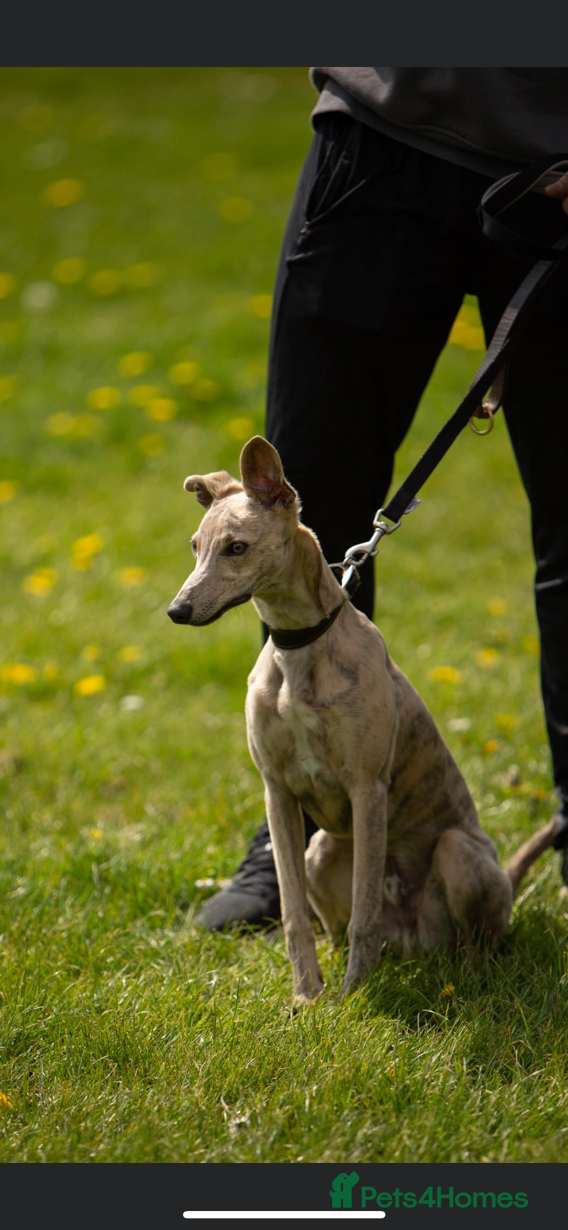 Whippet dogs KC Registered Blue Brindle for stud - Advert 3
