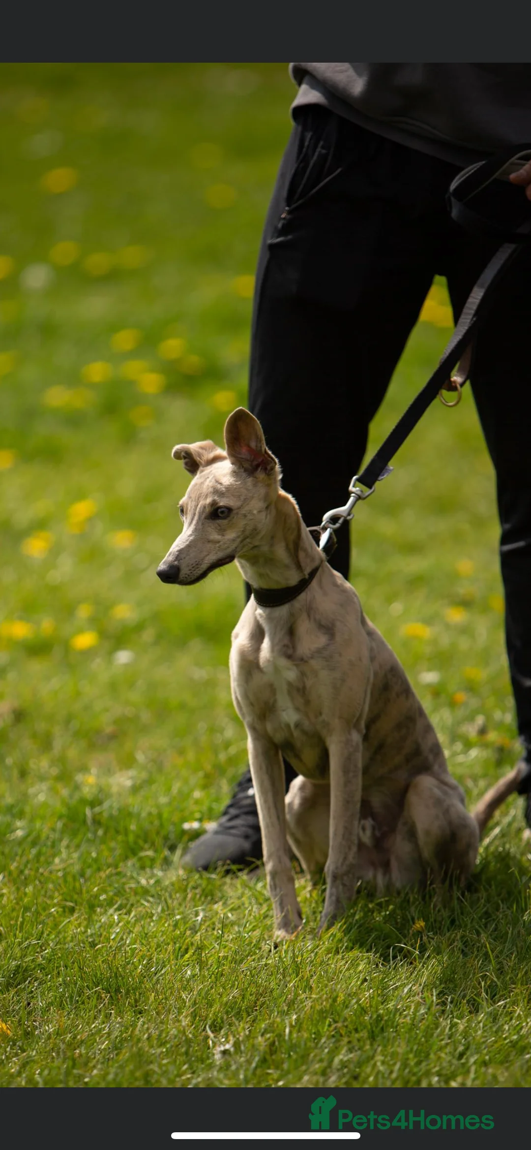 Whippet dogs for stud: KC Registered Blue Brindle for stud in Barnsley - Advert 17