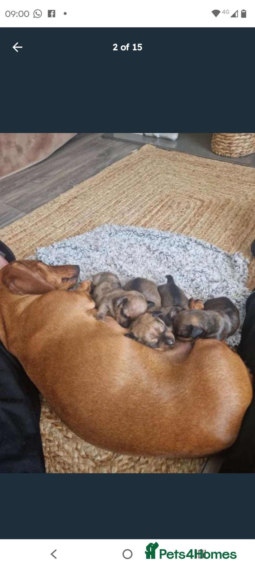Dachshund dogs for stud: Miniature dashund stud - Advert 2