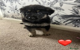 German Shepherd dogs for sale: German shepherd puppies  - Image 22