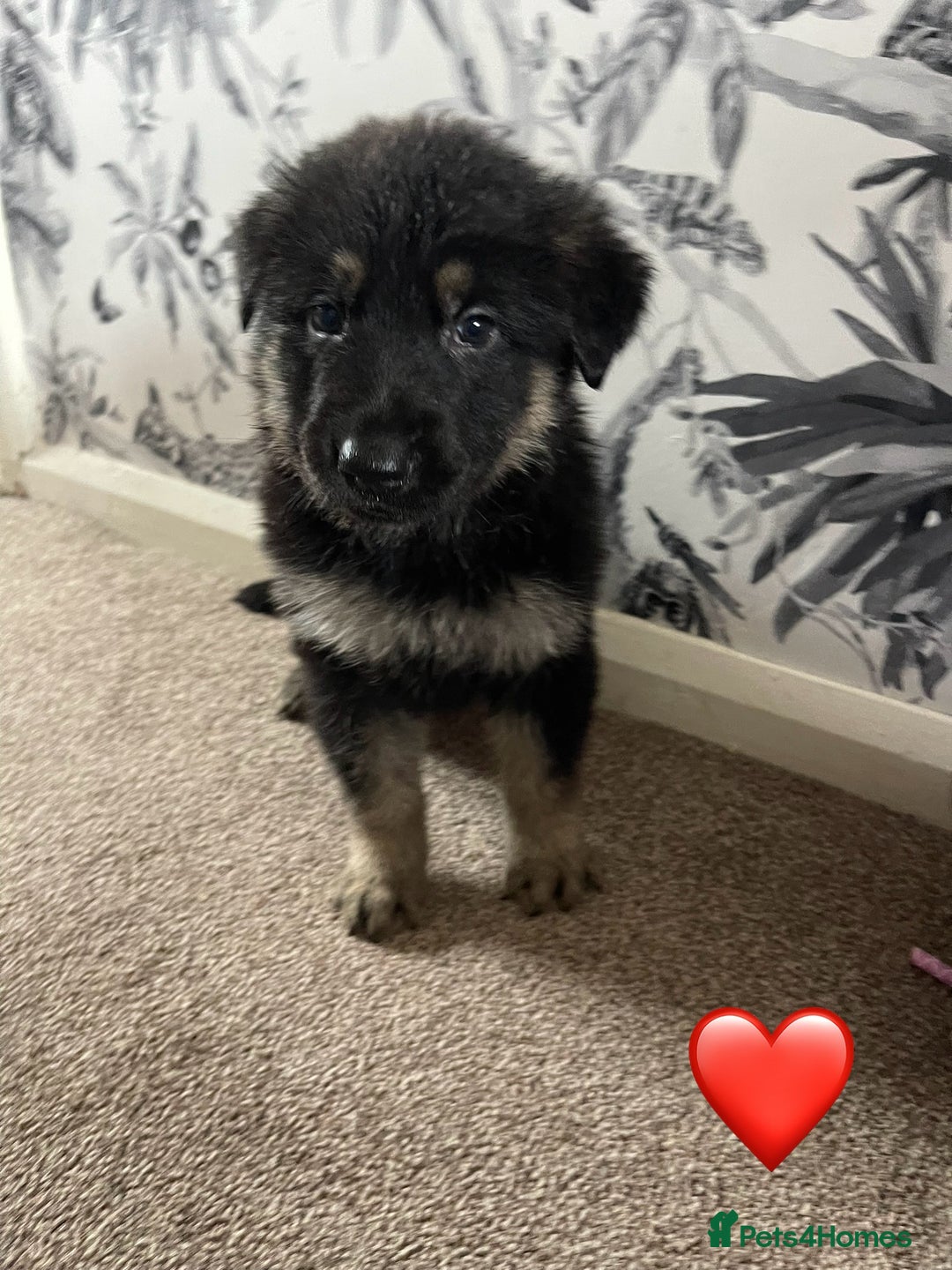 German Shepherd dogs for sale: German shepherd puppies  - Image 22