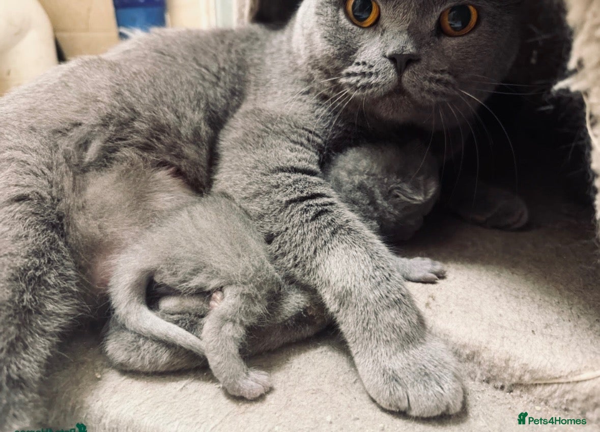 British Shorthair cats Female British Shorthair 1 left - Berkshire - Advert 6