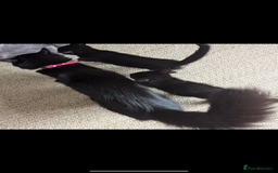 Mixed Breed cats for sale: 5 beautiful kittens  - Image 6