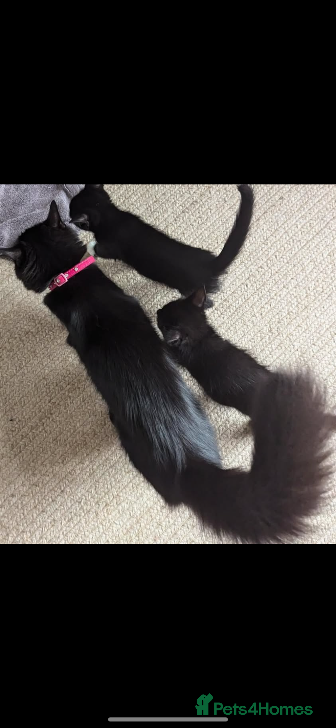 Mixed Breed cats for sale: 5 beautiful kittens  - Image 6