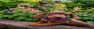 Maple - purple collar 