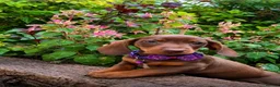 Dachshund dogs for sale: 💎💎 Rare Solid Blue & Choc & Tan Mini Dachshunds  - Advert 14