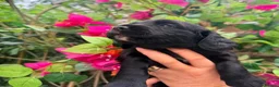 Cocker Spaniel dogs for sale: Fully health tested, KC Registered Cocker Spaniels in Chelmsford - Advert 8