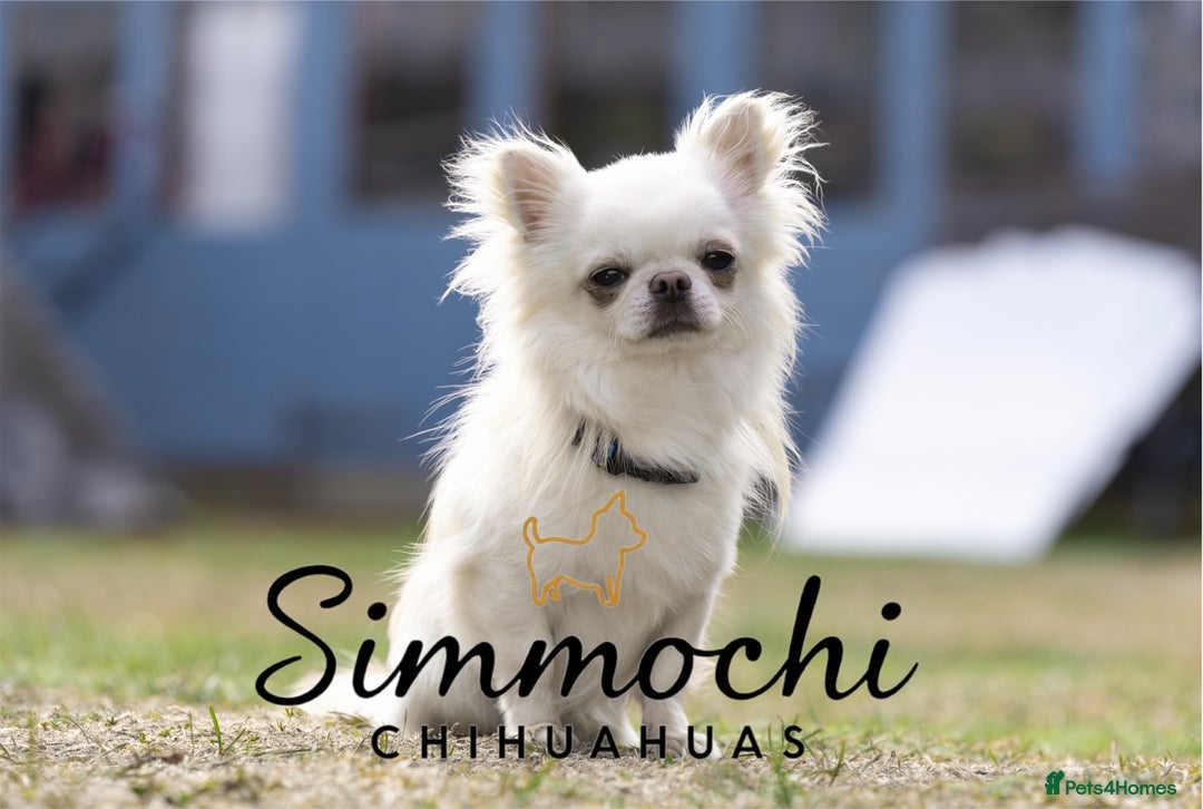 Chihuahua dogs for sale: True quality long coat  - Advert 6