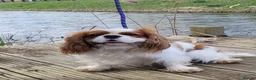 Cavalier King Charles Spaniel dogs for stud: Beautiful extensively health tested Cavalier Stud  in Wisbech - Advert 2
