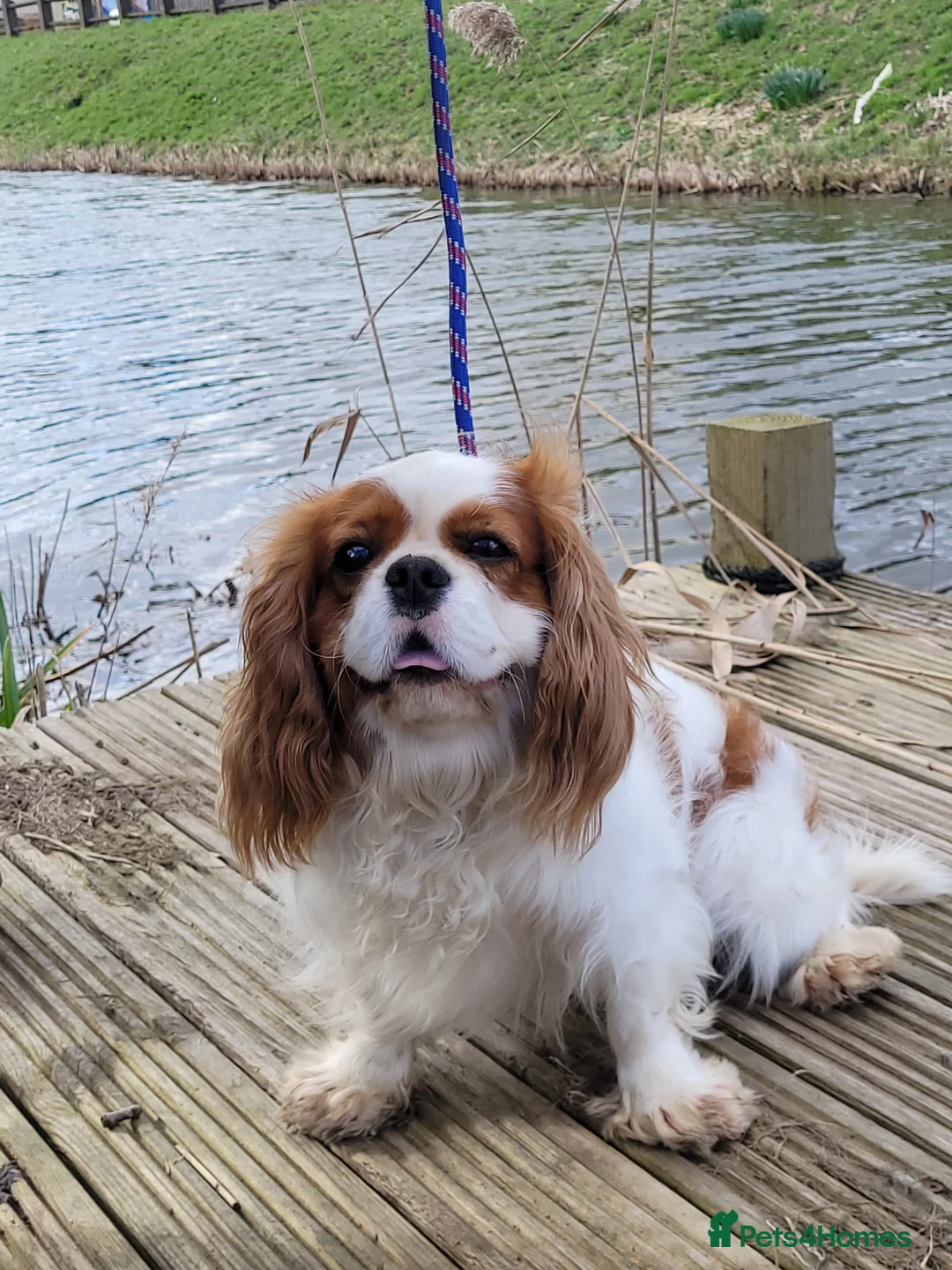 Cavalier King Charles Spaniel dogs for stud: Beautiful extensively health tested Cavalier Stud  in Wisbech - Advert 2