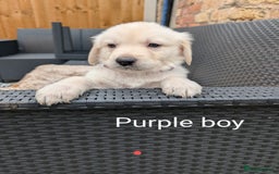 Mixed Breed dogs for sale: Golden Shepherd Puppies  - Image 17