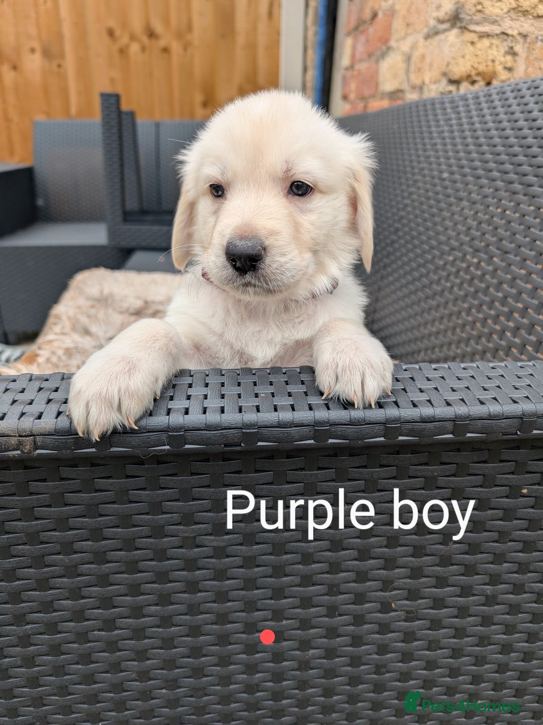 Mixed Breed dogs for sale: Golden Shepherd Puppies  - Image 17