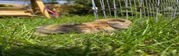 Mini Lop rabbits for sale: 4 Purebred Mini Lop kits for sale - Advert 15