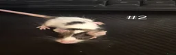 Mouse rodents for sale: 4 Cute Female Baby Fancy Mice - Advert 2