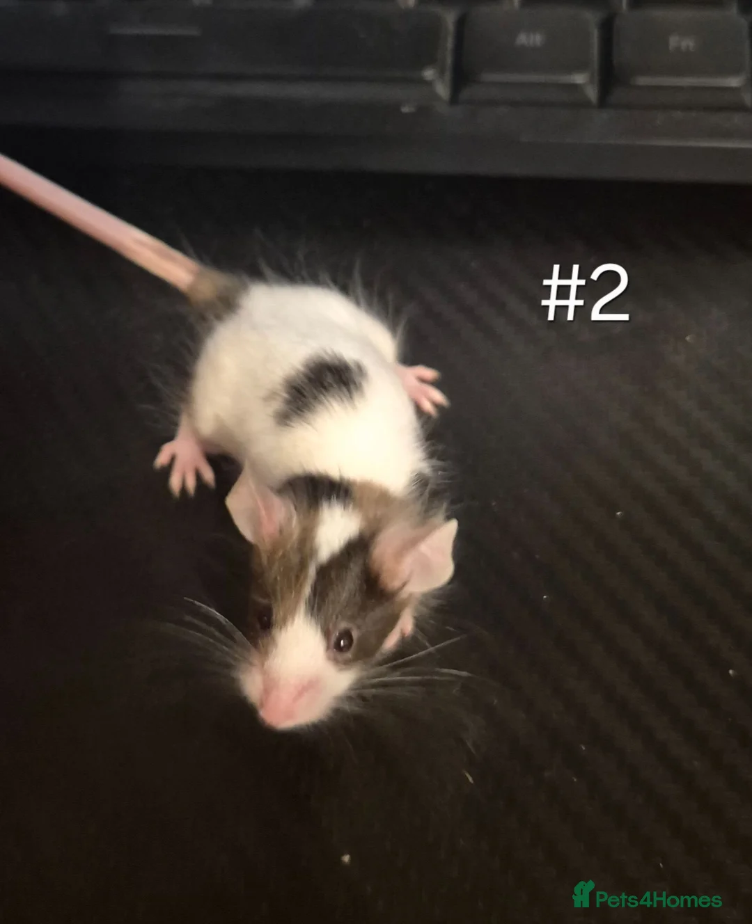 Mouse rodents for sale: 4 Cute Female Baby Fancy Mice - Advert 2