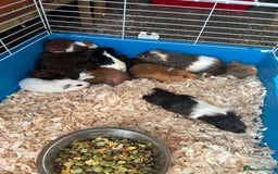 Guinea Pig rodents for sale: Young guinea pigs for sale  - Image 3