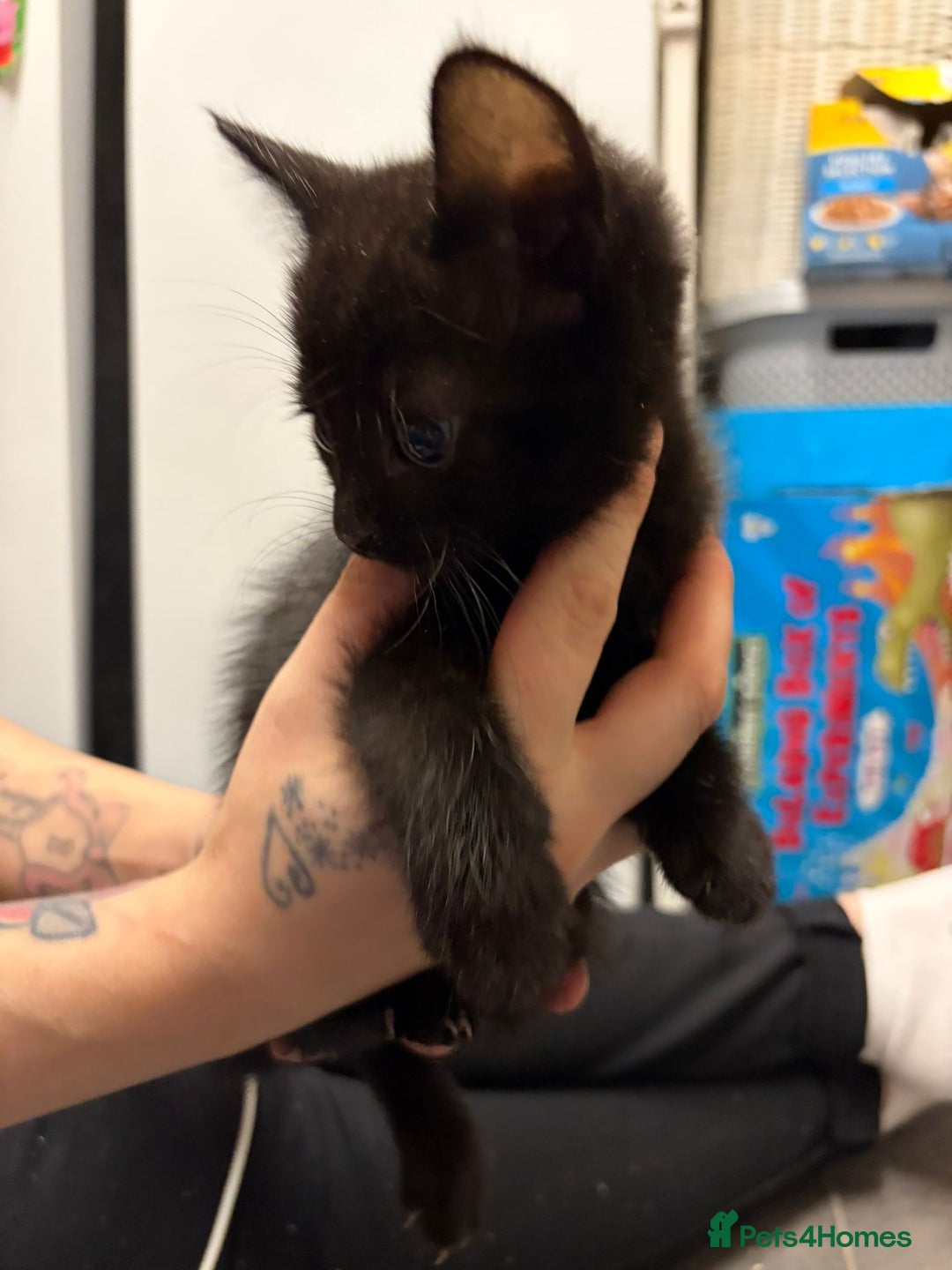 Mixed Breed cats for sale: 4 beautiful kittens ready now  - Advert 3