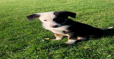 Smooth Collie dogs Male Collie Pups age 10 weeks - Advert 7