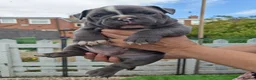 Mixed Breed dogs for sale: English bulldog x standard American bully  - Advert 7