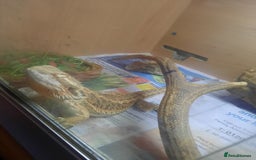 Dragon reptiles for sale: Bearded Dragon for sale  - Image 2