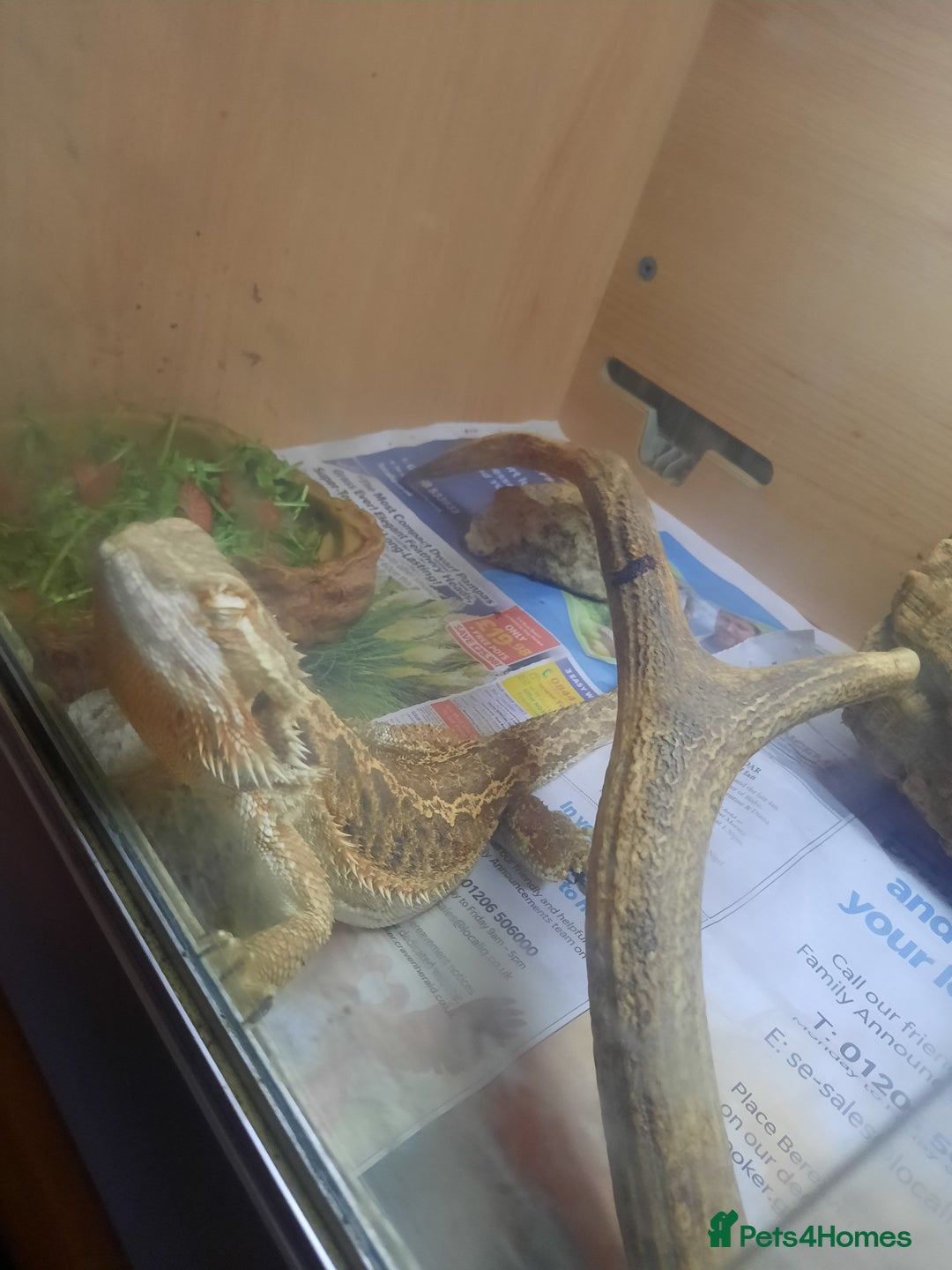 Dragon reptiles for sale: Bearded Dragon for sale  - Image 2