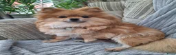Pomeranian dogs for sale: Beautiful pomeranian pups due in 3wks time in Weston-super-Mare - Advert 2