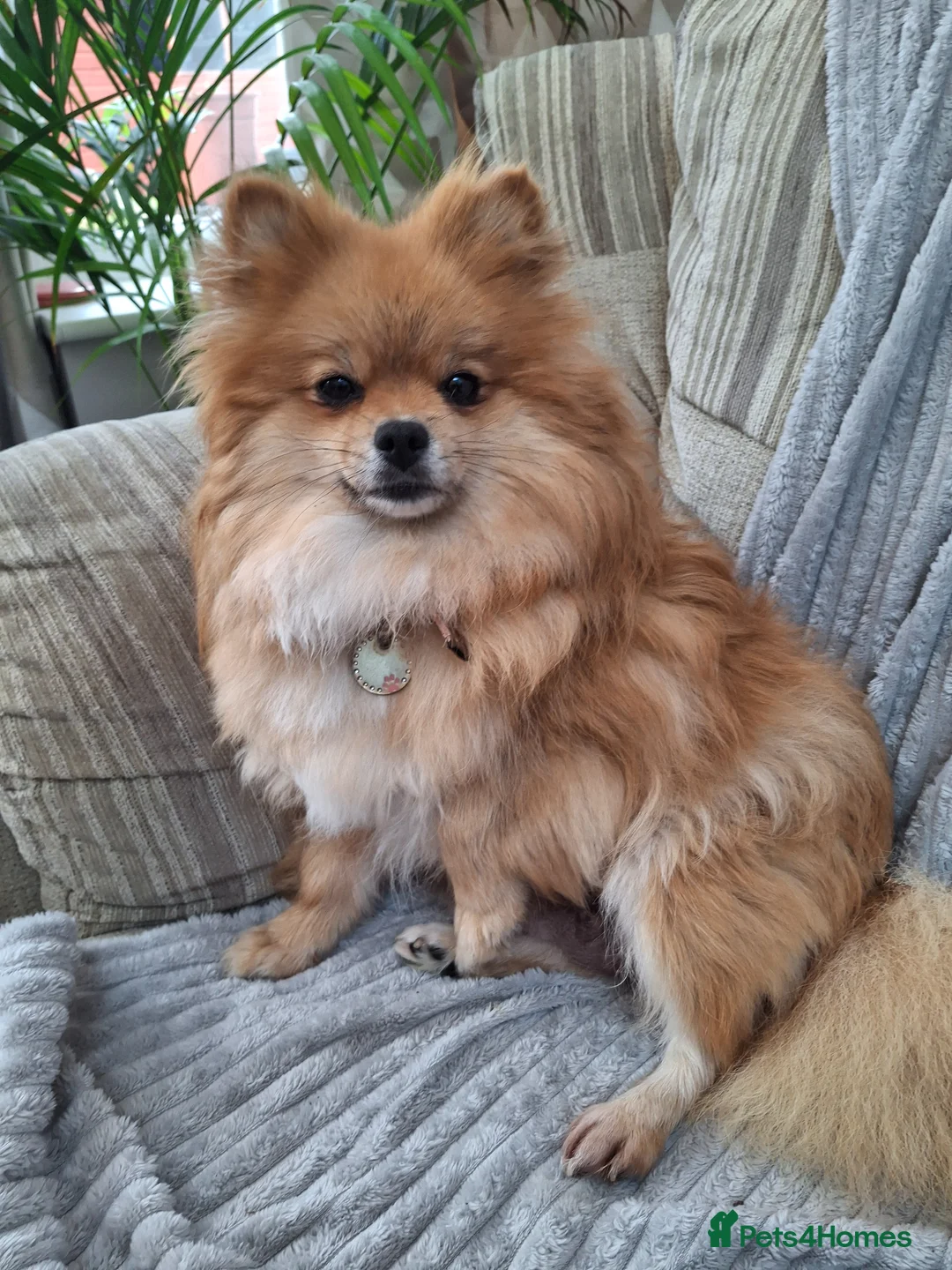 Pomeranian dogs for sale: Beautiful pomeranian pups due in 3wks time in Weston-super-Mare - Advert 2