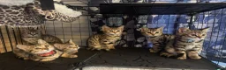 Bengal cats for sale: Stunning beautiful natured bengal cross kittens - Advert 1