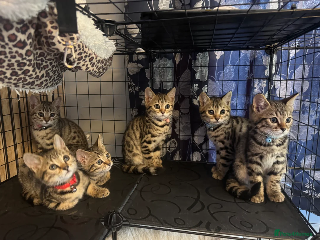 Bengal cats for sale: Stunning beautiful natured bengal cross kittens - Advert 1