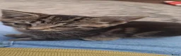 Mixed Breed cats for sale: 3 tabby kittens for sale - Advert 3