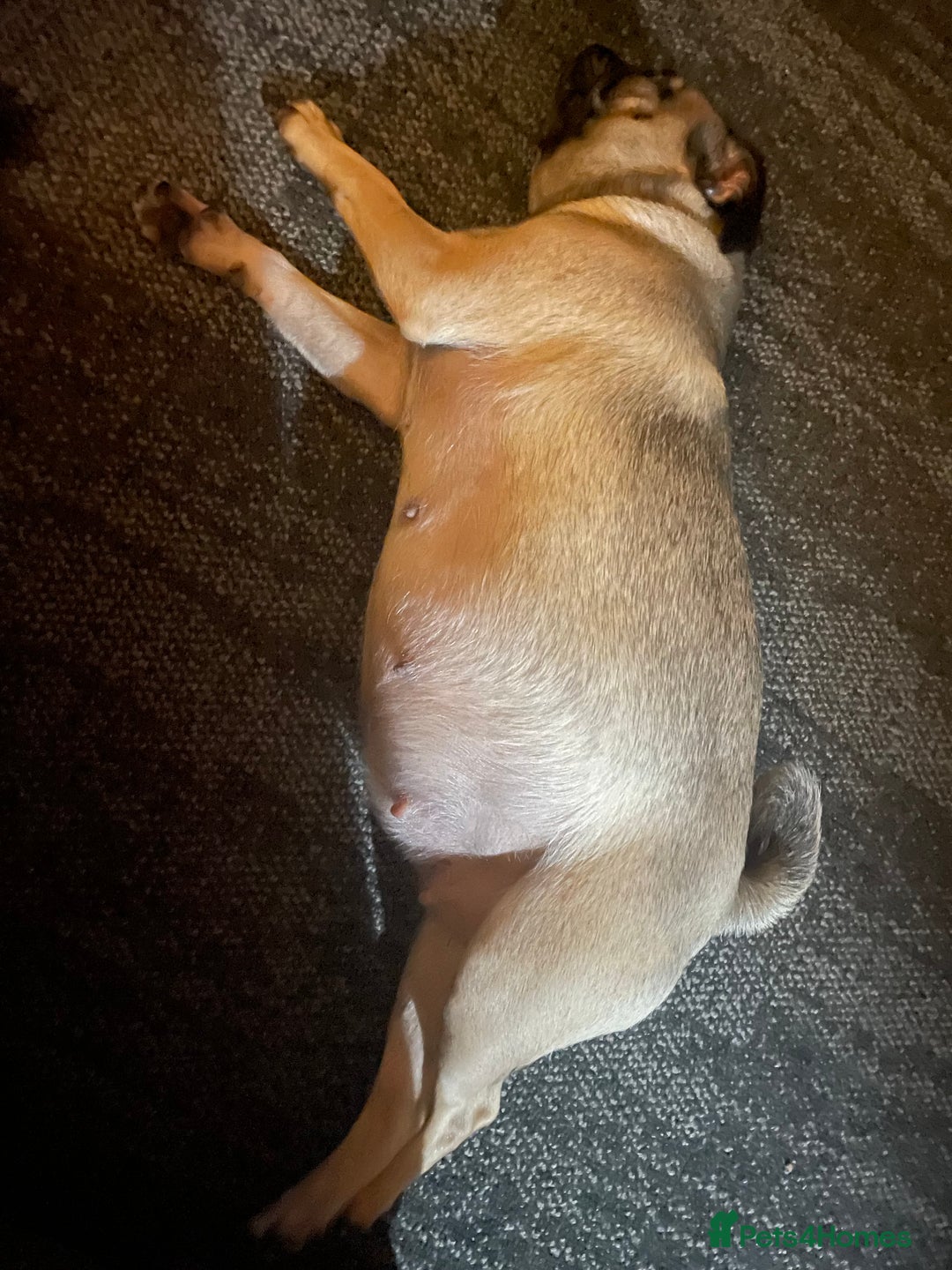 Pug dogs for sale: 4 beautiful pugs for sale 1 boy 3 girls  - Image 10