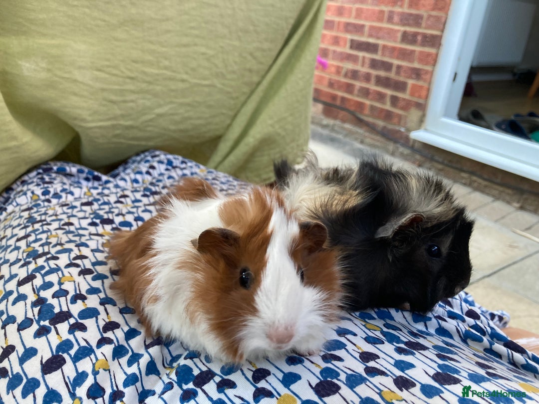 Guinea Pig rodents for sale: 2 male 2 female baby guinea pigs - Image 2