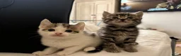 Mixed Breed cats for sale: Cute kittens - Advert 20