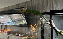 Chameleon reptiles for sale: Pied Veiled Chameleon - Image 2