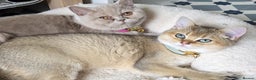 British Shorthair cats for sale: British Shorthair Pair for Sale – Pixey & Simba - Advert 1