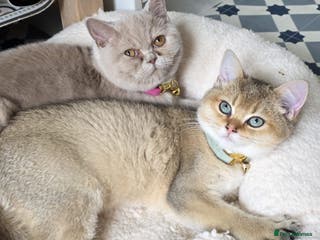British Shorthair cats British Shorthair Pair for Sale – Pixey & Simba - Advert 1