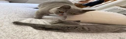 British Shorthair cats for sale: British Short Hair Male  - Advert 9
