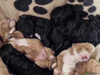 Cockapoo dogs Cockerpoo Puppies for sale - F1B - Advert 11
