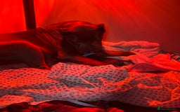 Cane Corso dogs for sale: Elite Champion Bloodline Cane Corso puppies - Image 4